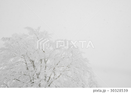 Tree covered with snow on winter storm day in forest mountains . Tree covered with snow on winter storm day in forest mountains . 30328539