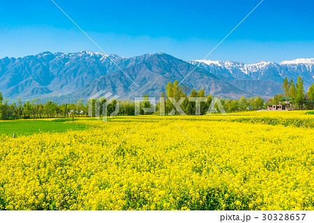 Mustard field with Beautiful snow covered mountains landscape Kashmir state, India Mustard field with Beautiful snow covered mountains landscape Kashmir state, India 30328657