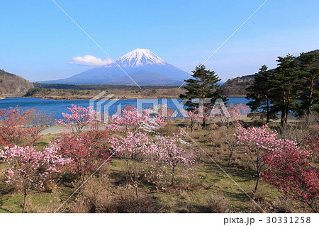 精進湖 富士山と桜 精進湖 富士山と桜 30331258