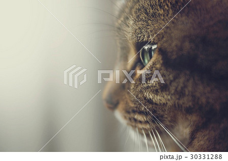 猫 ねこ ネコ 30331288