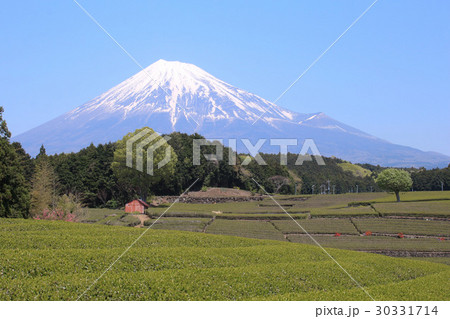 富士市 富士山と茶畑 富士市 富士山と茶畑 30331714