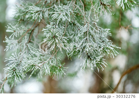 winter pine 30332276