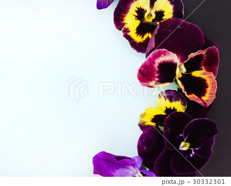 pansy flowers 30332301
