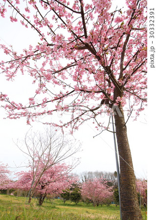 河津桜 河津桜 30332391
