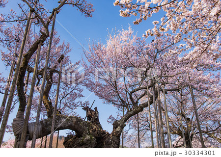 日本三大桜のひとつ　満開の山高神代桜 30334301