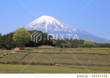 富士市 富士山と茶畑 富士市 富士山と茶畑 30335338