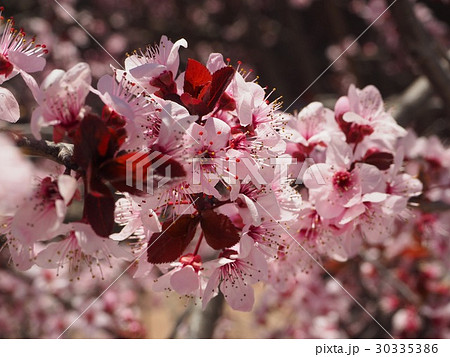 花 フラワー お花 30335386