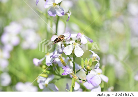 ミツバチとダイコンの花 ミツバチとダイコンの花 30336376