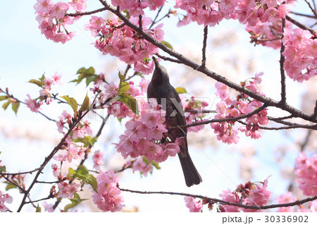 ヒヨドリと桜 ヒヨドリと桜 30336902