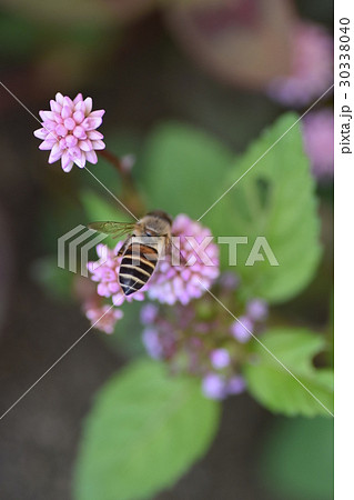 ミツバチとヒメツルソバの花 ミツバチとヒメツルソバの花 30338040