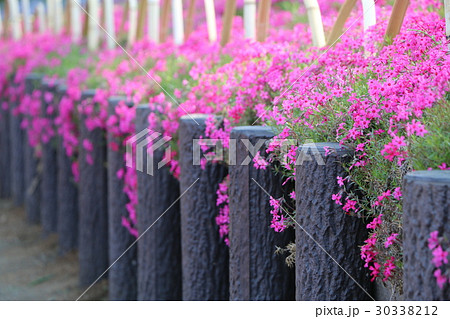 シバザクラ シバザクラ 30338212