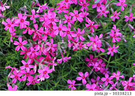 シバザクラ シバザクラ 30338213