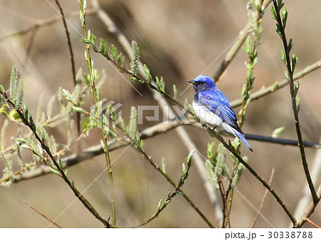 オオルリ 30338788