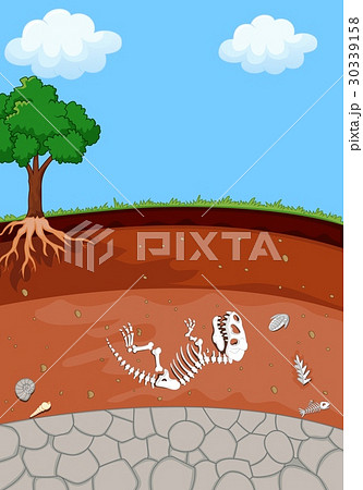 Soil Layers With Dinosaur Fossilのイラスト素材