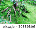 木の根 30339306