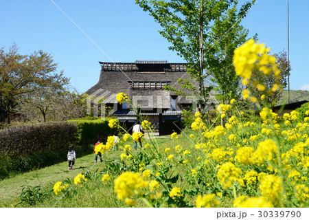 菜の花満開の茅葺屋根の民家 菜の花満開の茅葺屋根の民家 30339790