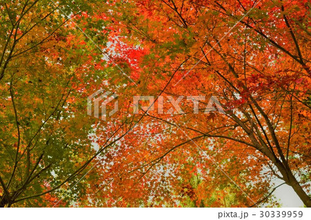 もみじの紅葉 30339959