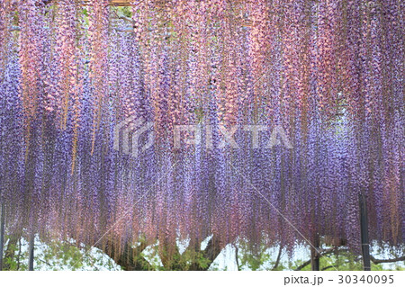 藤の花 藤の花 30340095