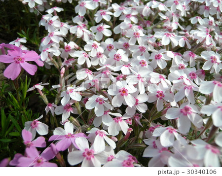 芝桜 芝桜 30340106