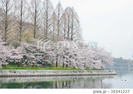 春、桜、大阪城公園 30341227