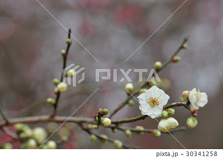 緑萼梅の花と雨雫 緑萼梅の花と雨雫 30341258