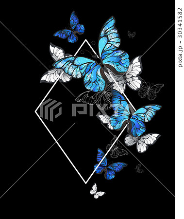 Rhombus butterfly morpho 30341582