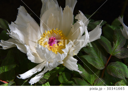 上野東照宮のぼたん 30341665