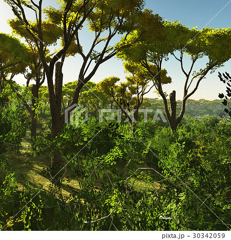 Bush trees in Australia 3d rendering Bush trees in Australia 3d rendering 30342059