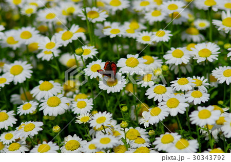 満開の花にとまるシジミチョう 30343792