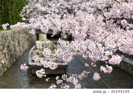 一之船入の桜 30344195