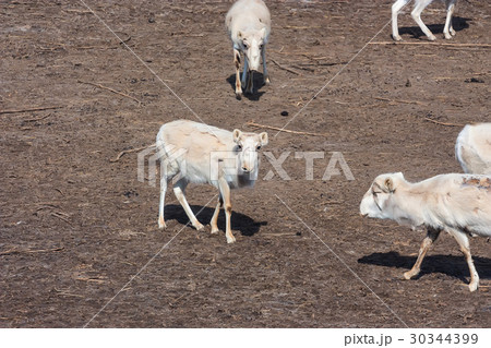 Russian antelope or Saiga tatarica Russian antelope or Saiga tatarica 30344399