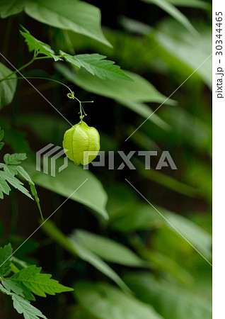 フウセンカズラ フウセンカズラ 30344465