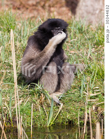 Adult white handed gibbon Adult white handed gibbon 30344632