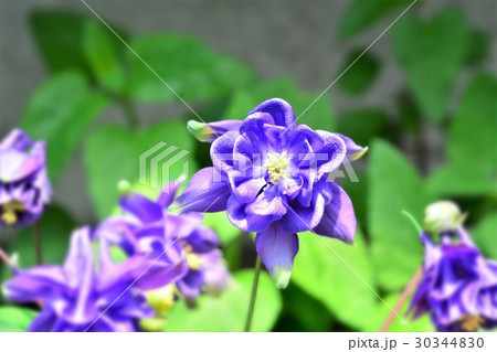 オダマキ 30344830