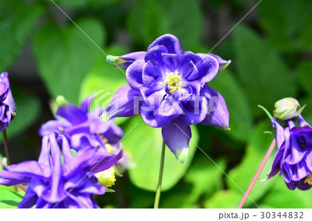 オダマキ 30344832