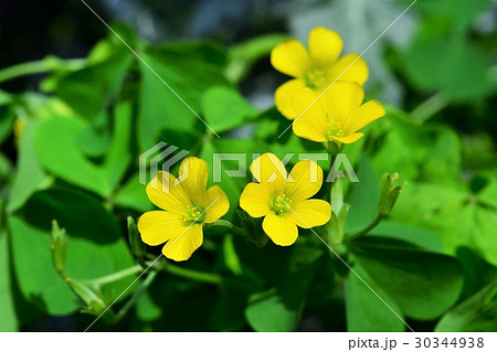 オッタチカタバミ 30344938