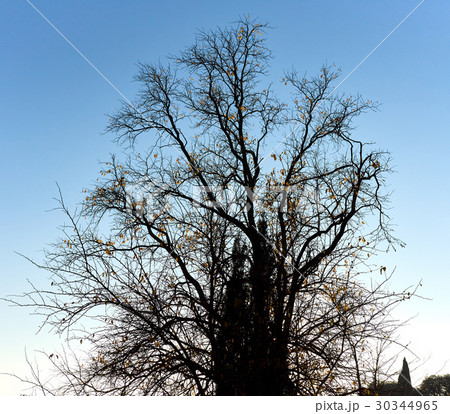 Tree Tree 30344965