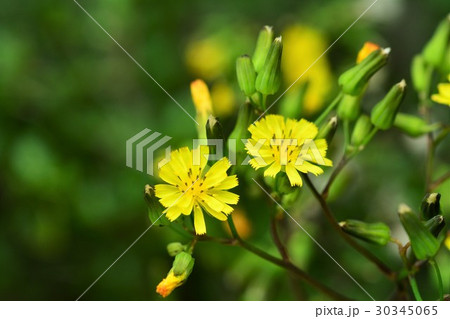 オニタビラコ オニタビラコ 30345065