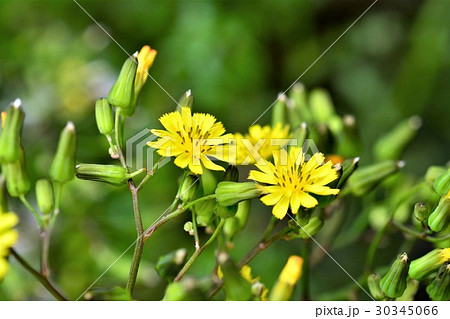 オニタビラコ オニタビラコ 30345066