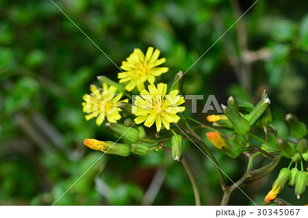 オニタビラコ オニタビラコ 30345067