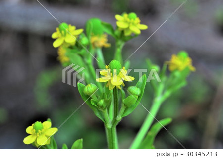 タガラシ 30345213