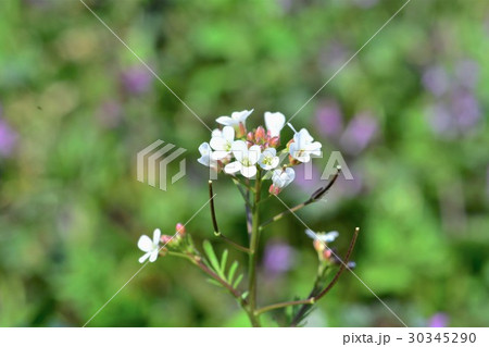 タネツケバナ タネツケバナ 30345290