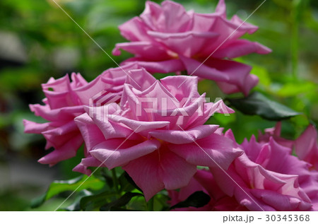 大輪のバラの花 大輪のバラの花 30345368