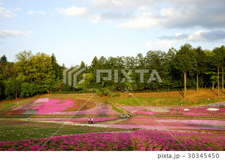 羊山公園 芝桜 羊山公園 芝桜 30345450