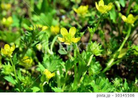 キツネノボタン 30345506