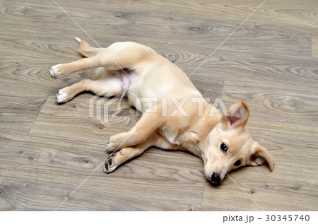 sleeping little dog puppy on the house floor sleeping little dog puppy on the house floor 30345740
