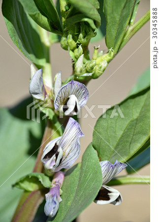 そらまめ 空豆 の花の写真素材