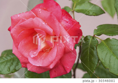 Pink Rose 30346081