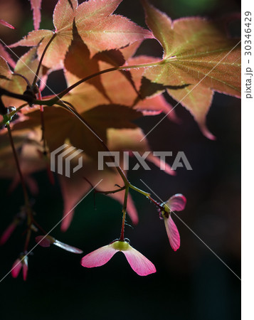 もみじの種子 30346429