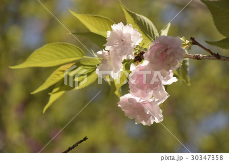 松月（八重桜） 30347358